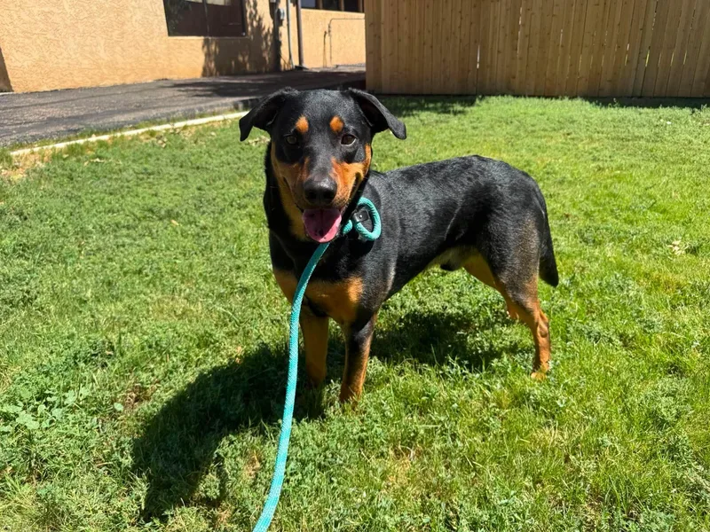 An adult medium-sized male Mixed Breed dog named Bartholomew for adoption in Canon City, CO