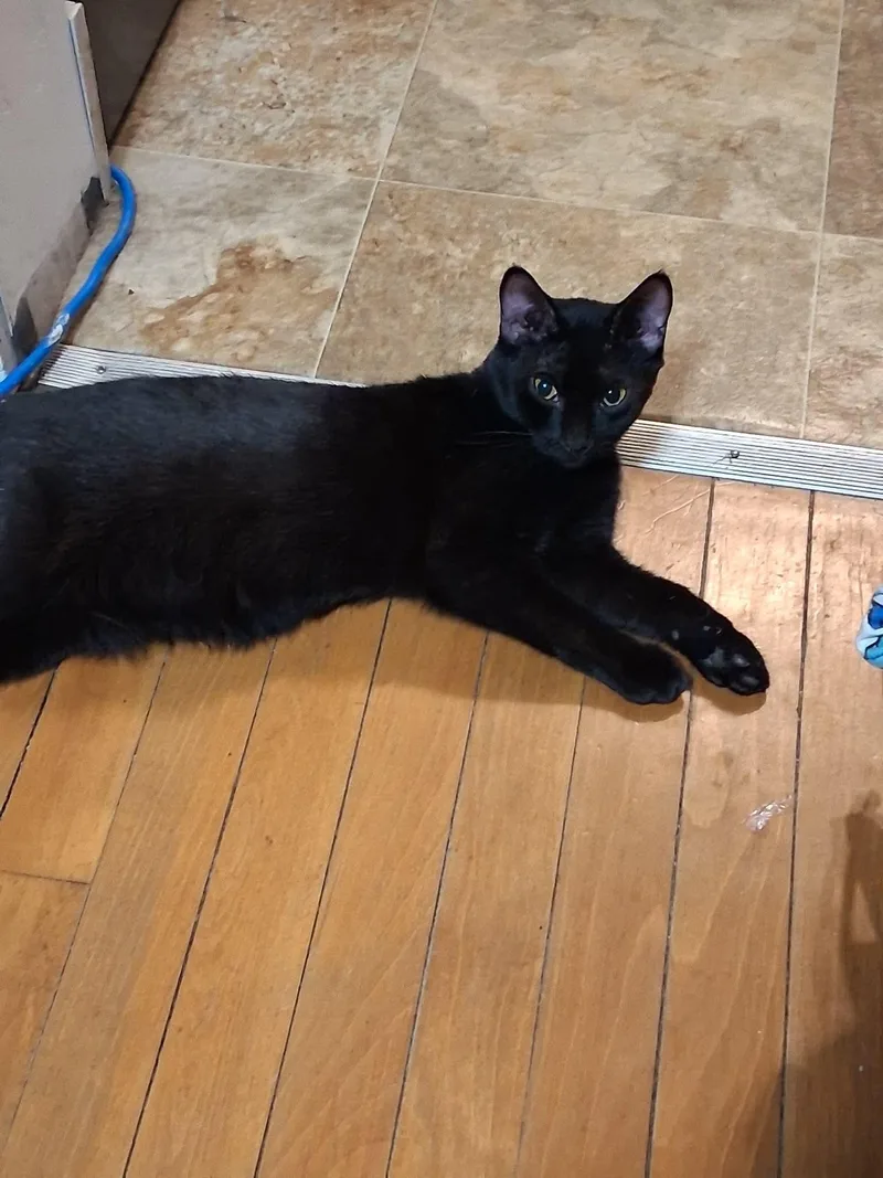 A young medium-sized female Black Domestic Short Hair cat named Nova for adoption in Chelsea, VT