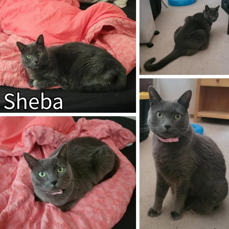 An adult medium-sized female Gray / Blue / Silver Domestic Short Hair cat named Sheba for adoption in Newberg, OR