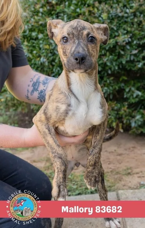 A young medium-sized female White / Cream Pit Bull Terrier dog named Mallory for adoption in Mobile, AL