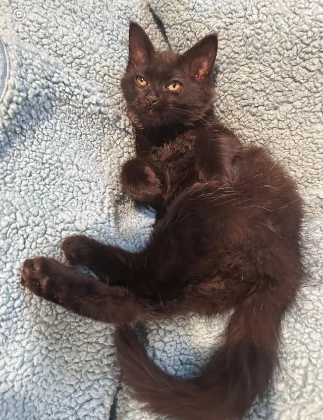 A young medium-sized female Black Domestic Medium Hair cat named Flower for adoption in Anchorage, AK