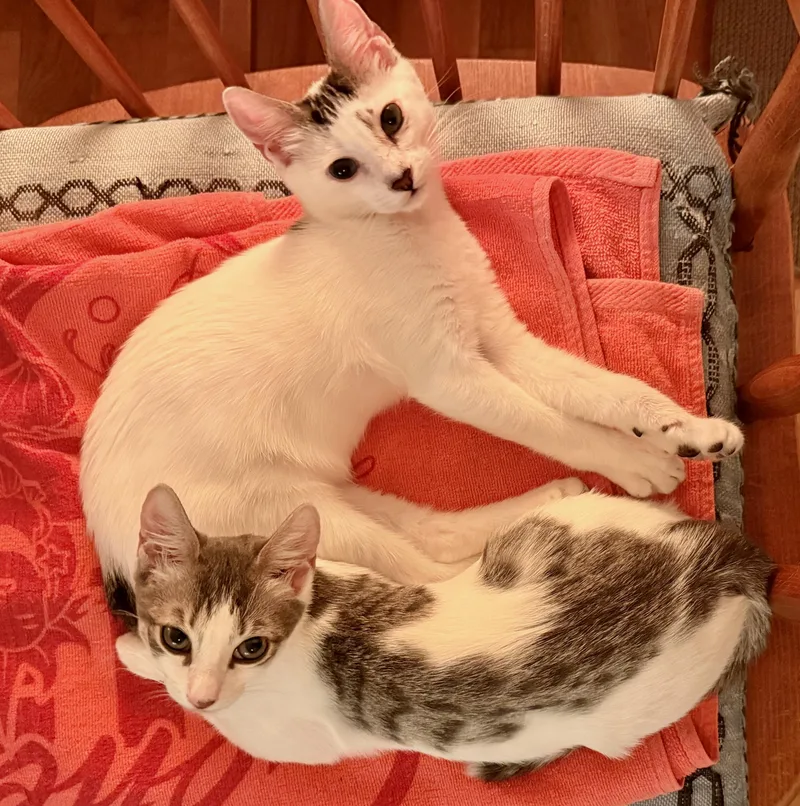 A young small-sized male Gray & White Domestic Short Hair cat named Lola and Lou for adoption in Brooklyn, NY