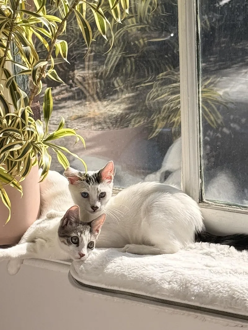 Lola and Lou thumbnail 3