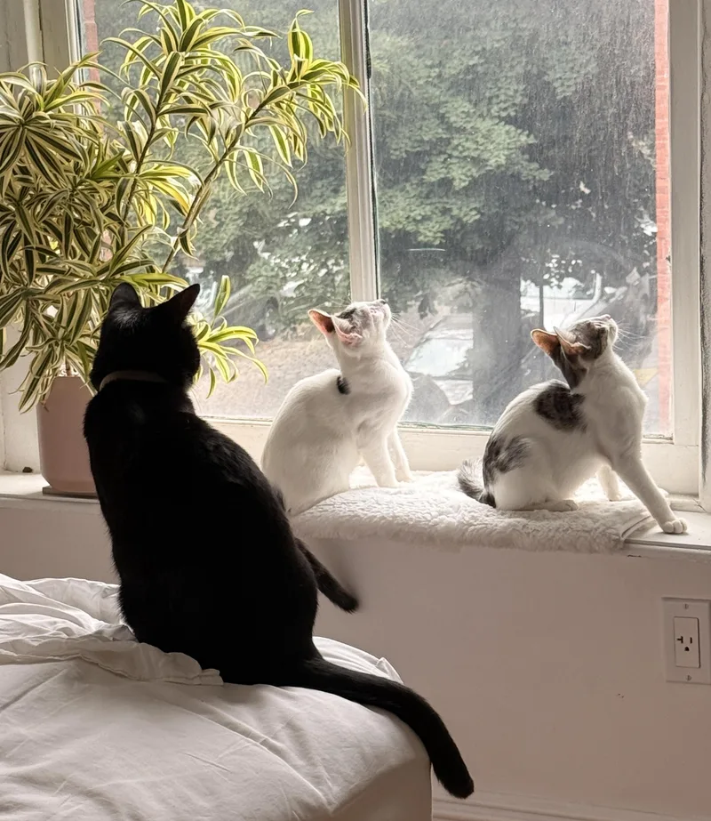 Lola and Lou thumbnail 5