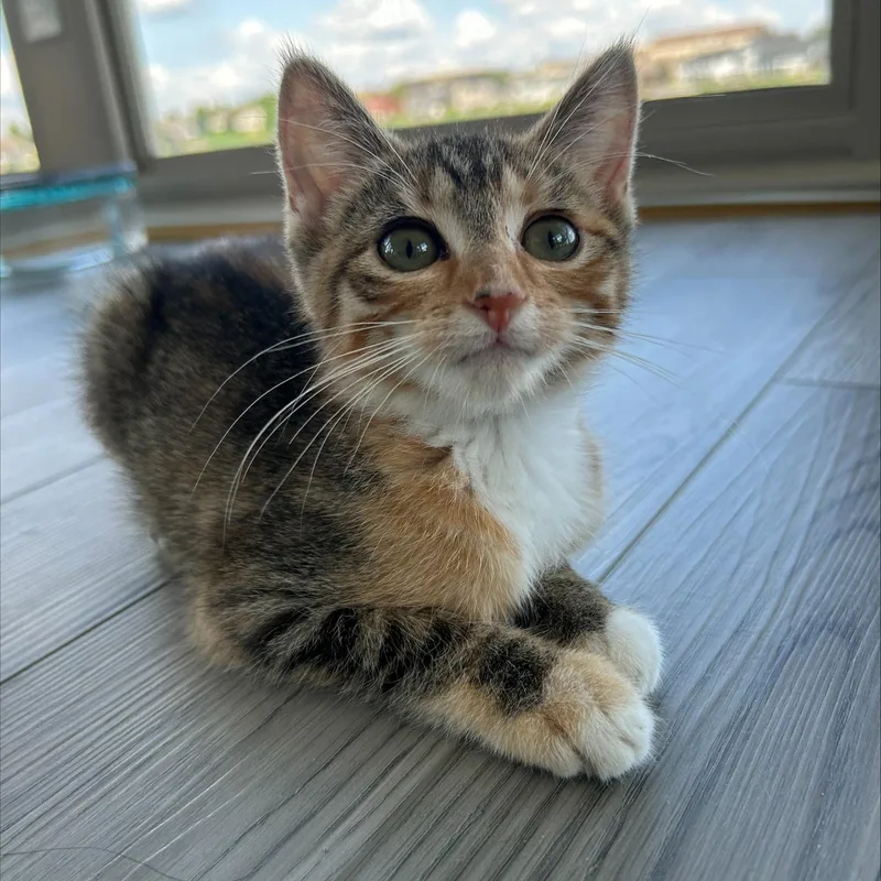 A baby small-sized female Tabby (Tiger Striped) Domestic Short Hair cat named Sapphire for adoption in Hudsonville, MI