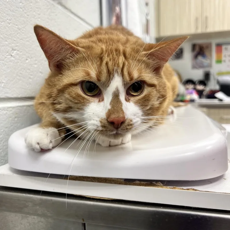 An adult extra large-sized male Orange / Red Domestic Short Hair cat named Sparrow for adoption in Chattanooga, TN