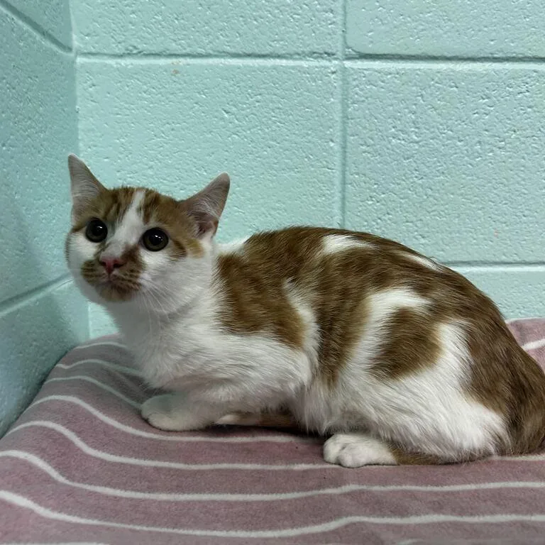 A baby medium-sized male Orange / Red Domestic Short Hair cat named Terry for adoption in Spruce Pine, NC