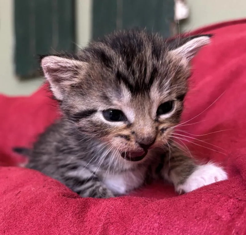 A young medium-sized female White Domestic Short Hair cat named Tree Nymph for adoption in Fort Collins, CO