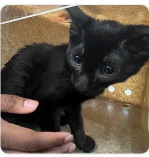 A baby medium-sized male Domestic Short Hair cat named Ebonii for adoption in West Chester, PA