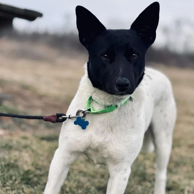 Dr. Langdon thumbnail 2