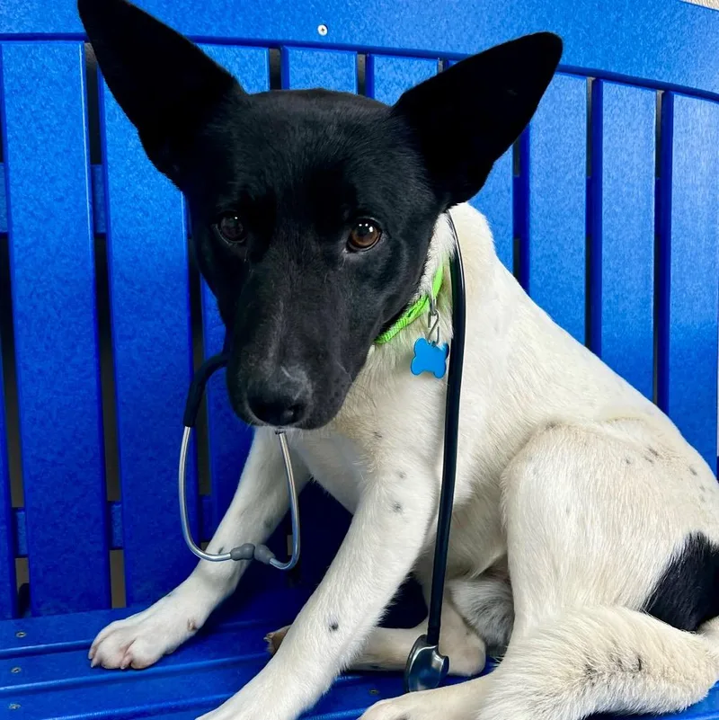 Dr. Langdon thumbnail 3