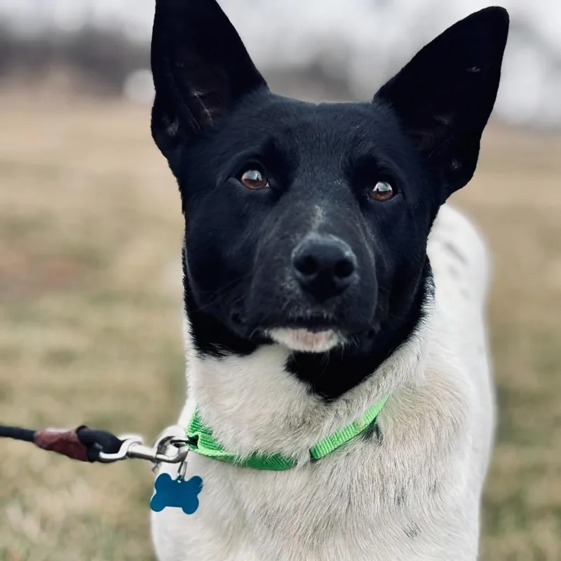 Dr. Langdon thumbnail 4