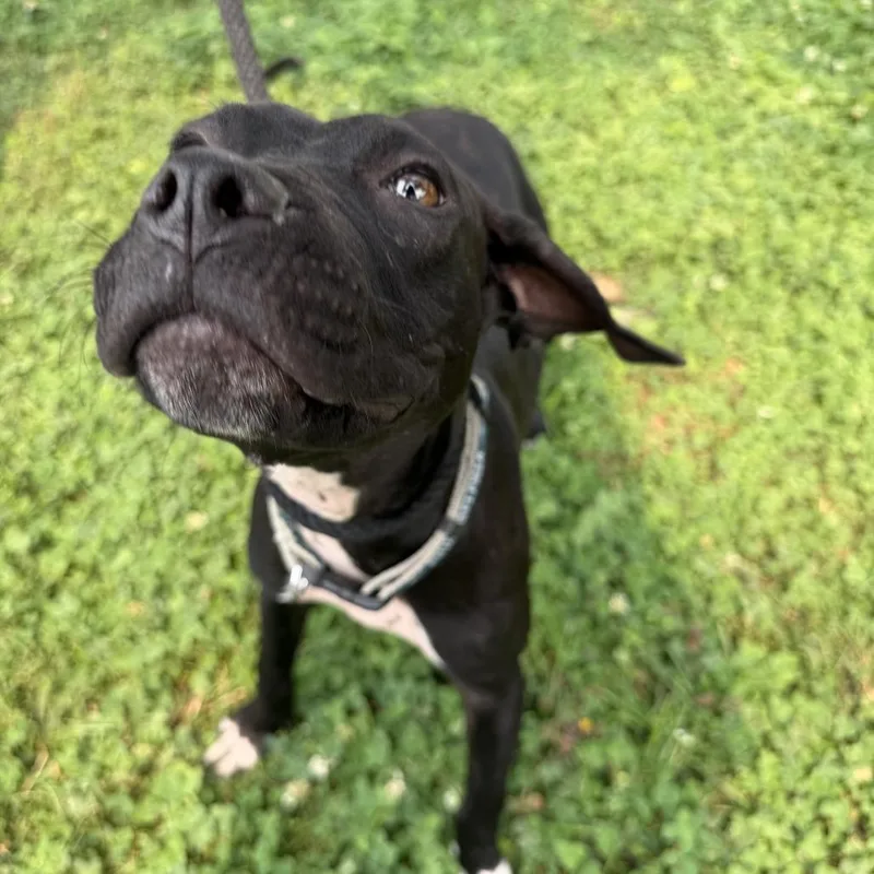A young small-sized female Black Pit Bull Terrier dog named "Swoop" for adoption in Perkiomenville, PA