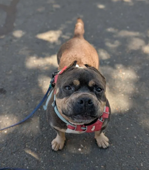 A senior small-sized female American Bully dog named Pizookie for adoption in Santa Rosa, CA