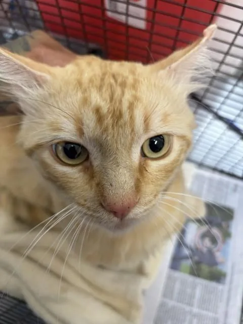 An adult small-sized male Domestic Short Hair cat named Aravis for adoption in San Bernardino, CA