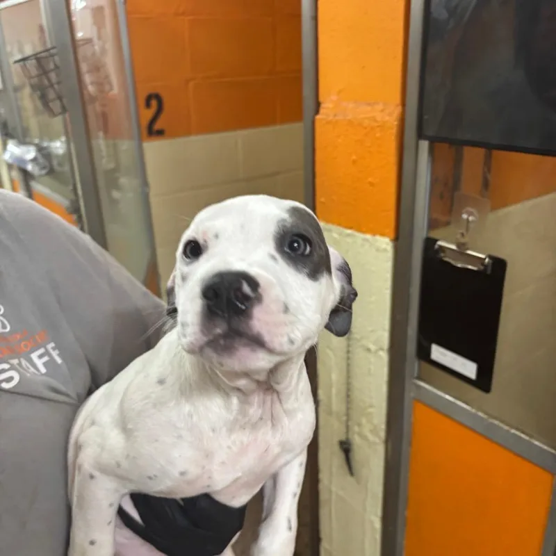 A baby medium-sized male White / Cream Mixed Breed dog named Skipper for adoption in Pensacola, FL