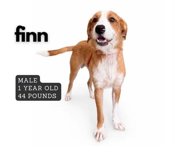 A baby medium-sized male Mixed Breed dog named Finn for adoption in Ashland, KY