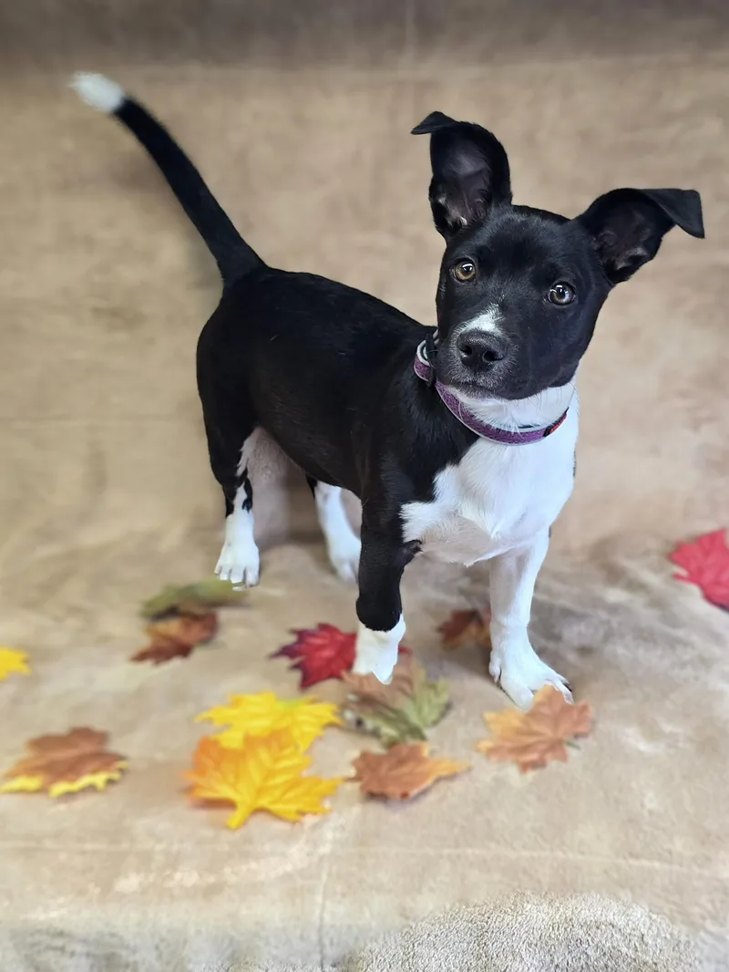 A baby medium-sized male White / Cream Miniature Pinscher dog named Checkers for adoption in San Pedro, CA