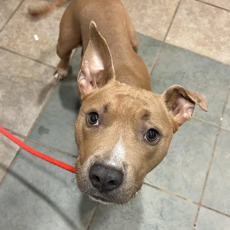 An adult medium-sized female Yellow / Tan / Blond / Fawn Mixed Breed dog named Princess for adoption in Chattanooga, TN