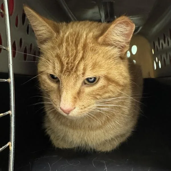 A young medium-sized male Domestic Short Hair cat named Rider for adoption in Des Moines, IA