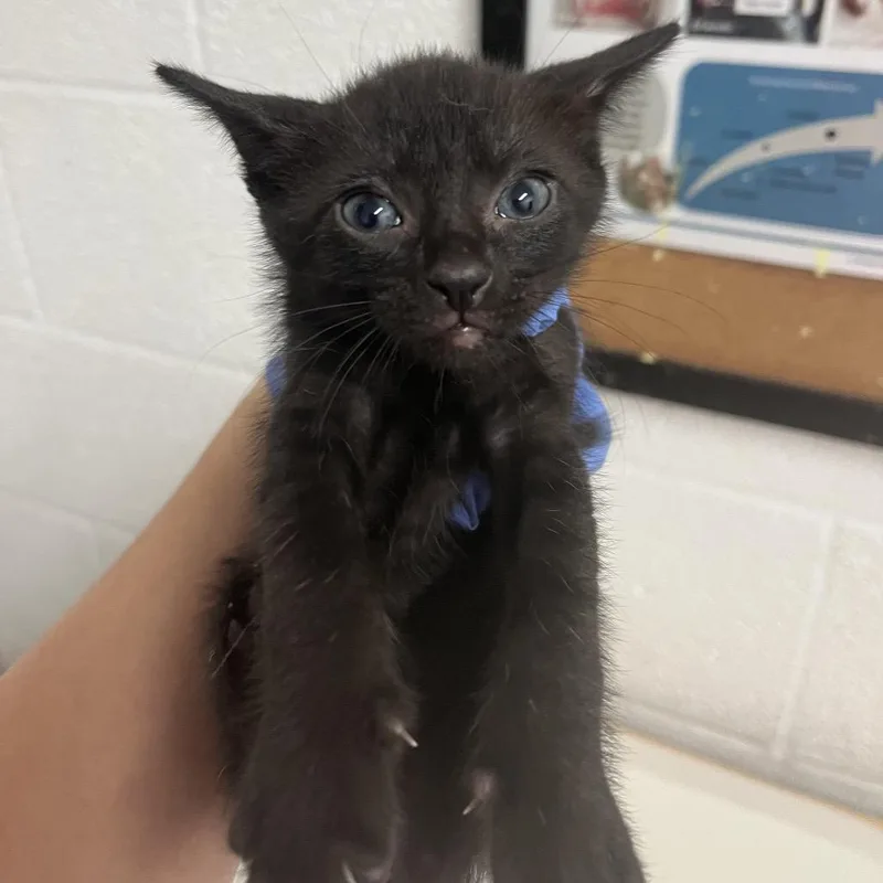 A baby small-sized male Black Domestic Short Hair cat named Banjo for adoption in Edinburg, TX