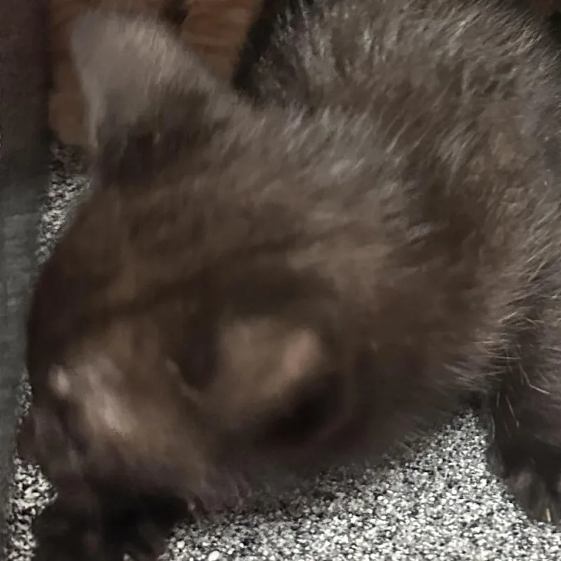Banjo thumbnail 2