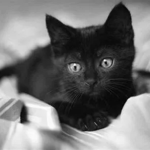 A baby small-sized male Black Domestic Short Hair cat named Andy for adoption in Waldorf, MD