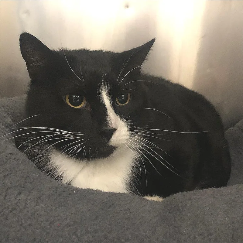 An adult extra large-sized male Domestic Short Hair cat named Humphrey for adoption in Saint Louis, MO