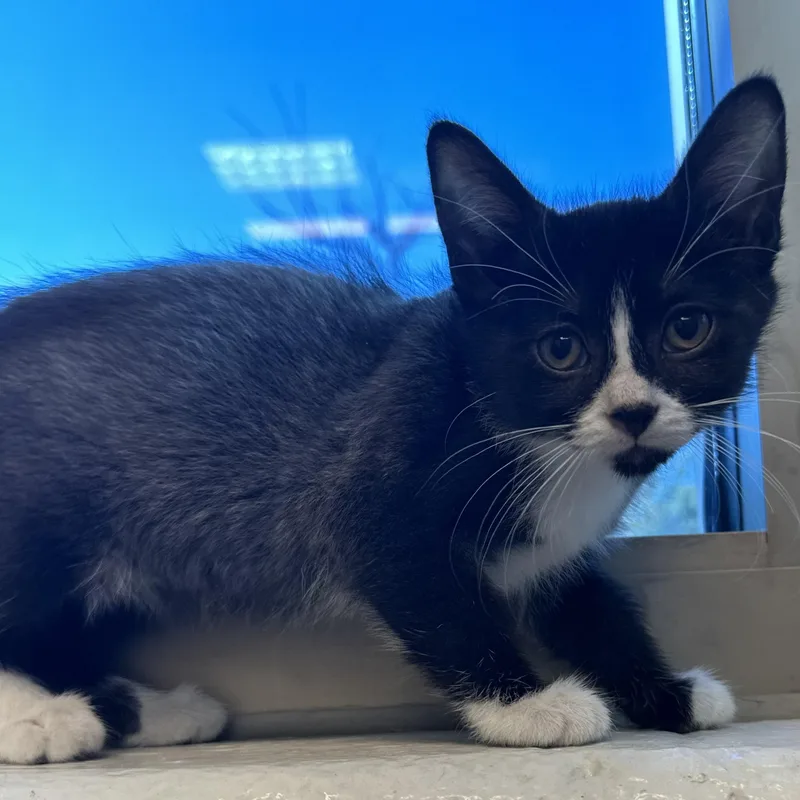 A baby small-sized female Domestic Short Hair cat named Noodle for adoption in Manassas, VA