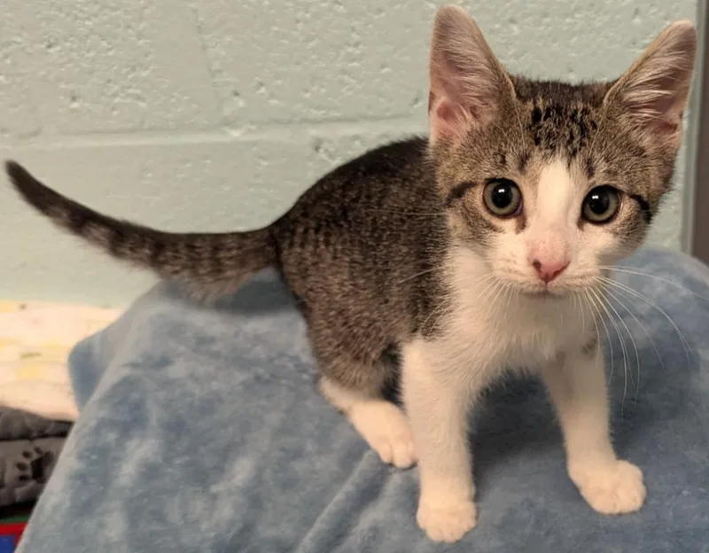 A baby small-sized female Domestic Short Hair cat named Seraphina for adoption in Cape Coral, FL