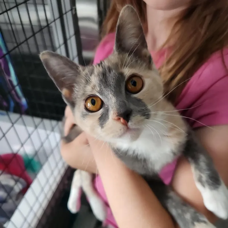 A baby small-sized female Calico Domestic Short Hair cat named Veronica for adoption in Talent, OR
