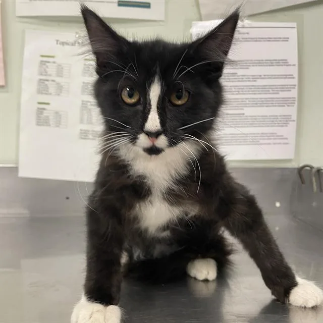 A baby small-sized male Domestic Short Hair cat named Ranger for adoption in Santa Cruz, CA