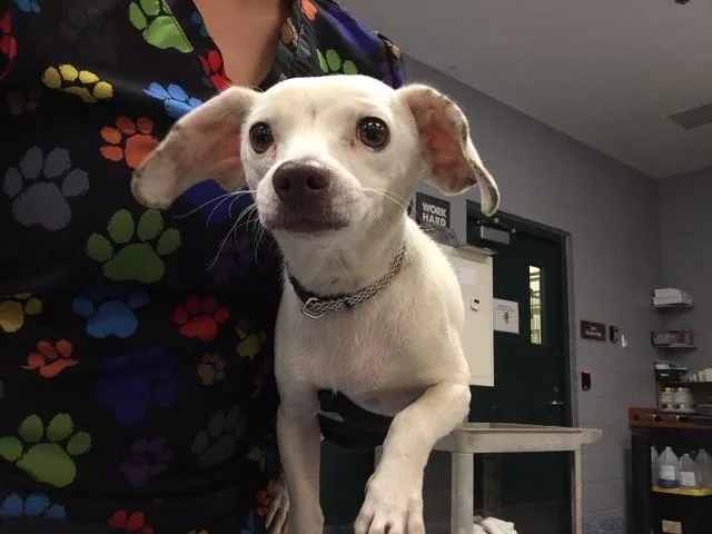 A young small-sized male Chihuahua dog named Henry for adoption in Thousand Palms, CA