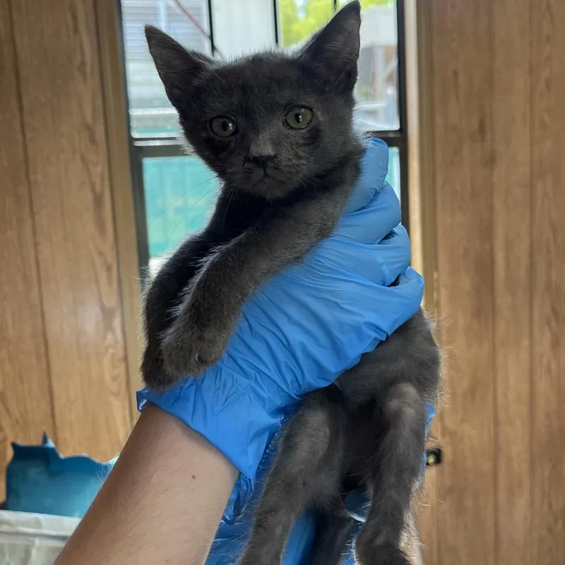 A baby small-sized male Gray / Blue / Silver Domestic Short Hair cat named Zinger for adoption in Columbiana, AL