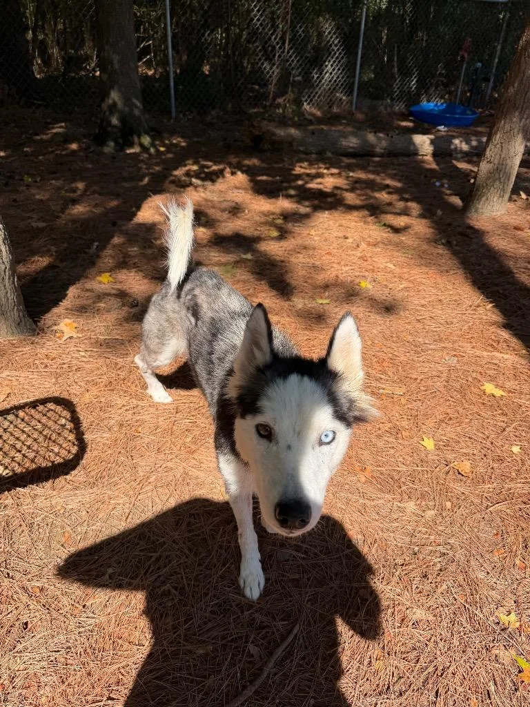 A young medium-sized female Husky dog named Winter for adoption in Little Rock, AR
