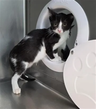 A baby small-sized female Domestic Short Hair cat named Black Cuervo for adoption in Fort Walton Beach, FL