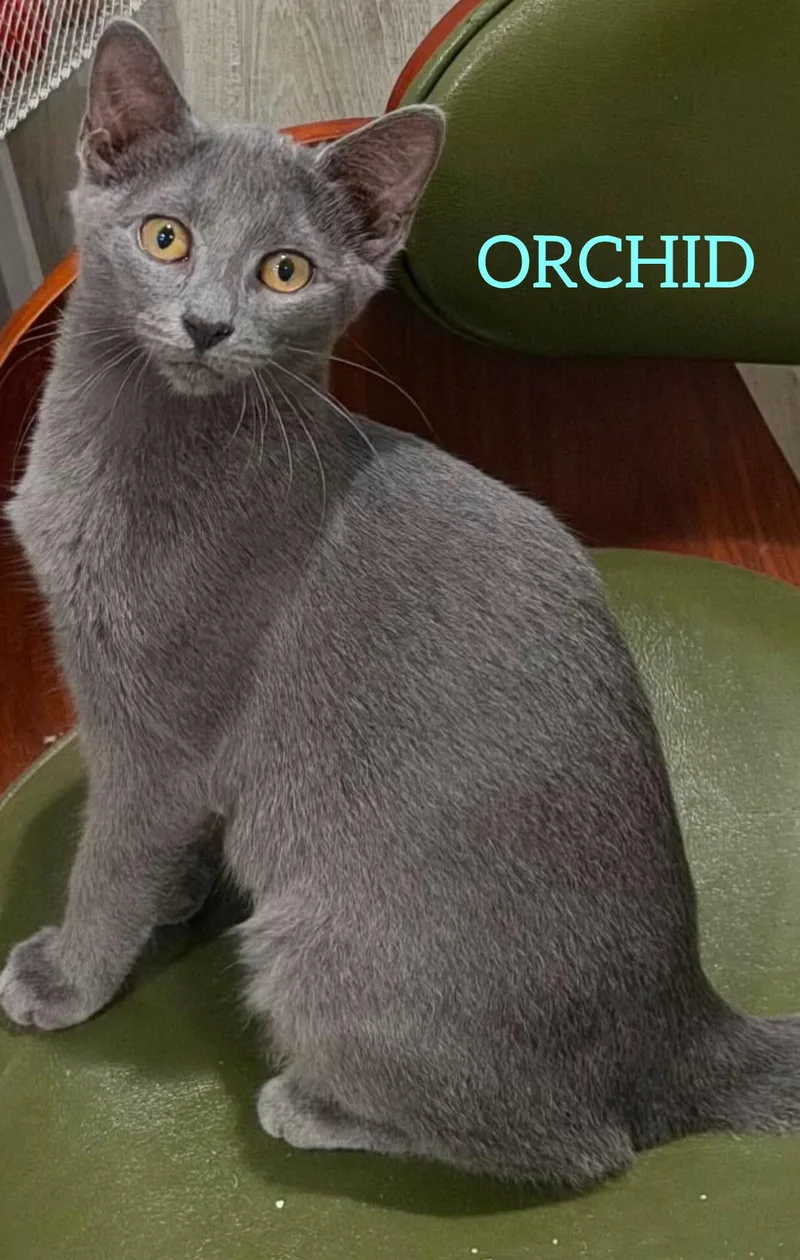A baby medium-sized female Gray / Blue / Silver Russian Blue cat named Orchid for adoption in Shrewsbury, MA