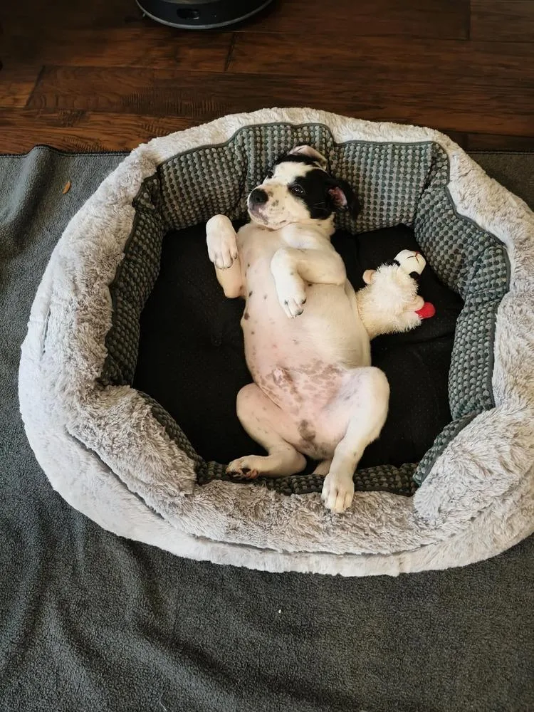 A baby medium-sized male Tricolor (Brown, Black, & White) Terrier dog named Jin for adoption in Saugus, MA