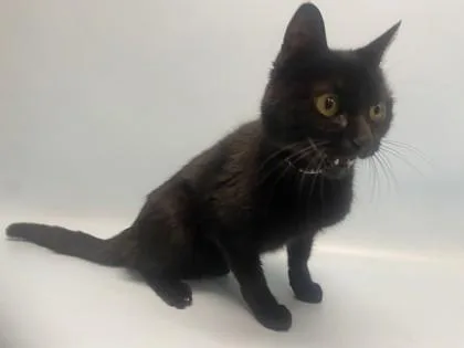 An adult small-sized female Domestic Short Hair cat named Marnie for adoption in Golden Valley, MN