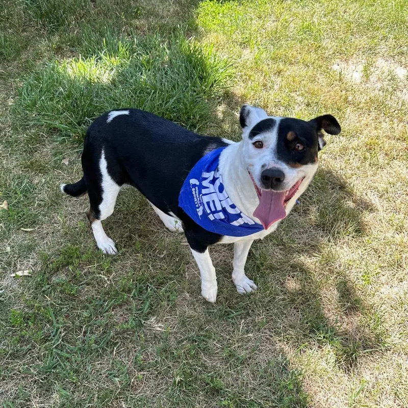 A young medium-sized female Terrier dog named Chunky Monkey for adoption in Logan, UT