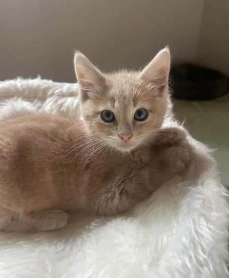 A baby small-sized male Domestic Medium Hair cat named Gnocchi for adoption in Broomfield, CO