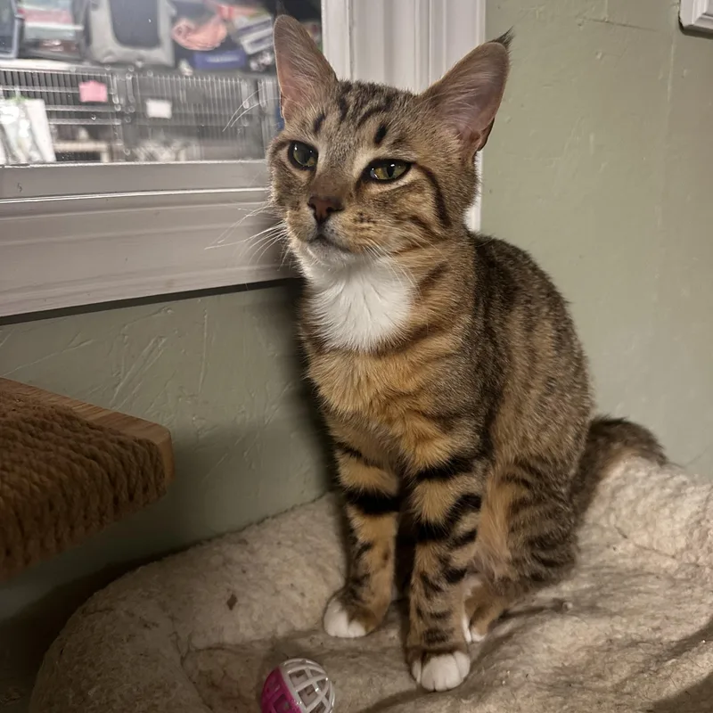 A baby small-sized male Tabby (Buff / Tan / Fawn) Domestic Short Hair cat named Zen for adoption in North East, MD