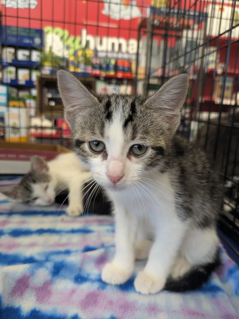 A baby medium-sized female Tabby (Brown / Chocolate) Domestic Short Hair cat named Mira for adoption in Great Mills, MD