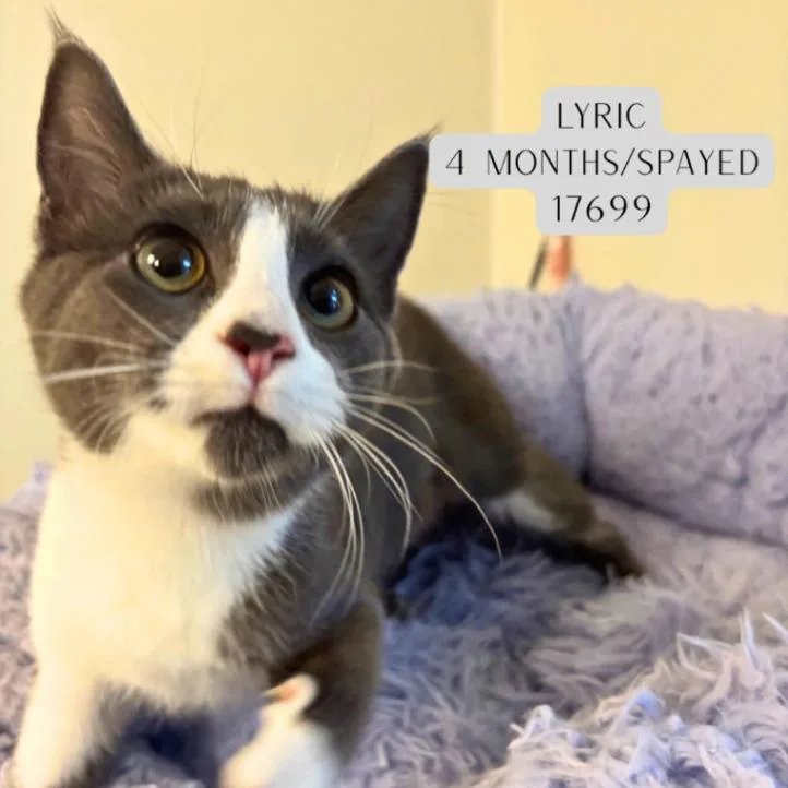A young medium-sized female Gray / Blue / Silver Domestic Short Hair cat named Lyric for adoption in Supply, NC
