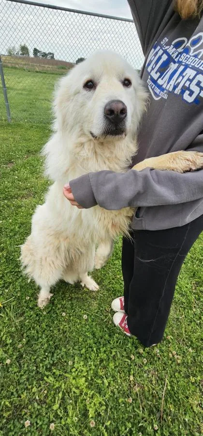 An adult large-sized female Great Pyrenees dog named Daisy for adoption in Columbus, IN