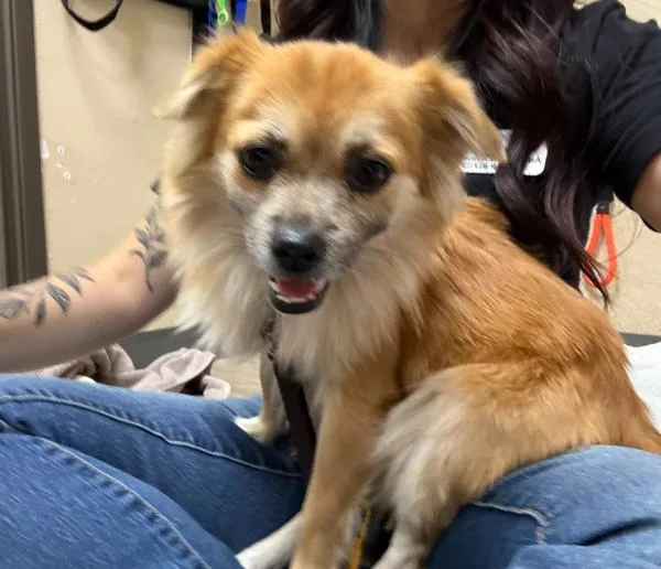 An adult small-sized female Chihuahua dog named Reese'S for adoption in Oceanside, CA