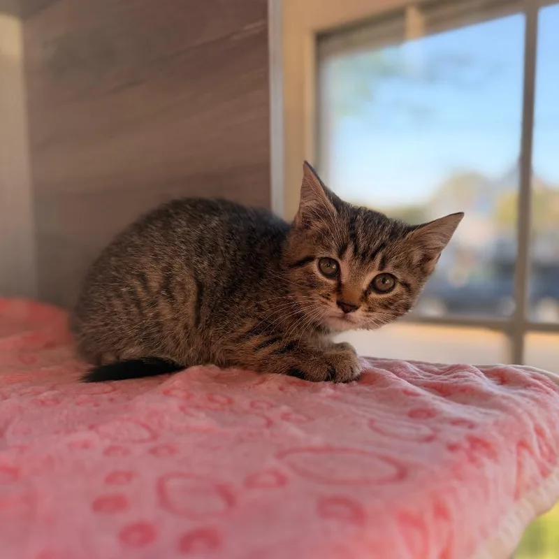 A baby small-sized female Brown / Chocolate Domestic Short Hair cat named Tigressa for adoption in Pasadena , MD
