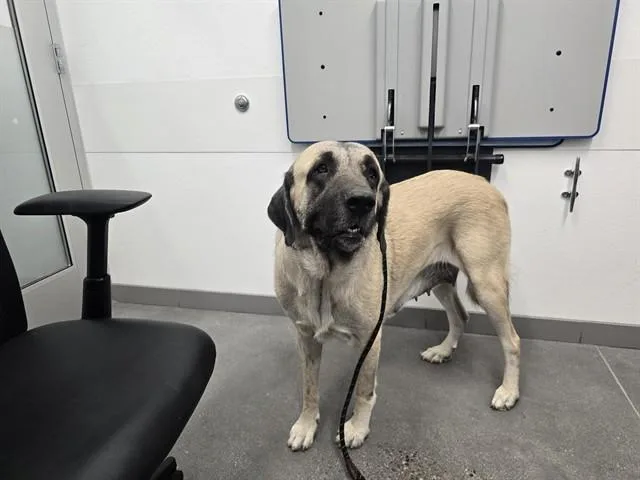 A young large-sized female Anatolian Shepherd dog named Stella for adoption in Mesa, AZ