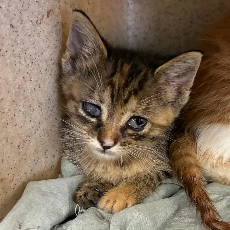 A baby small-sized female Tortoiseshell Domestic Short Hair cat named Arla for adoption in San Antonio, TX