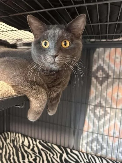 A young medium-sized male Domestic Short Hair cat named Ariat for adoption in Aberdeen, SD